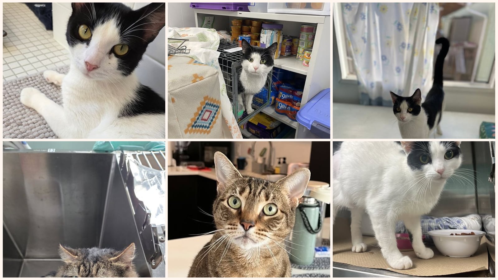 Cats up for adoption at Trenton Cats Rescue