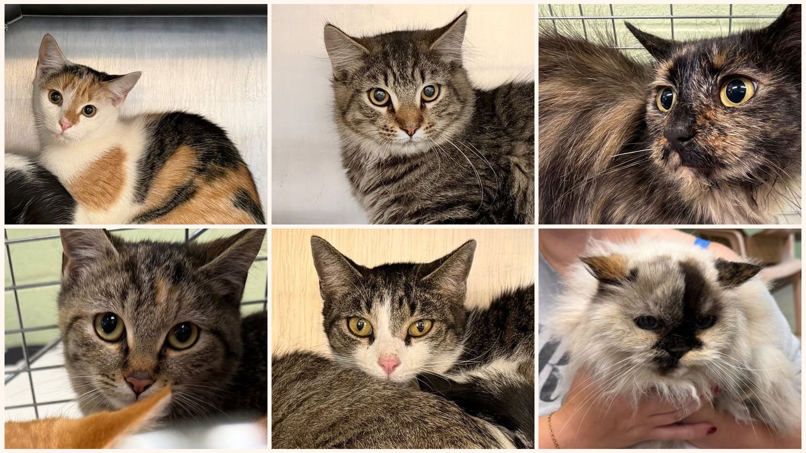 Cats up for adoption at Yancey County Humane Society