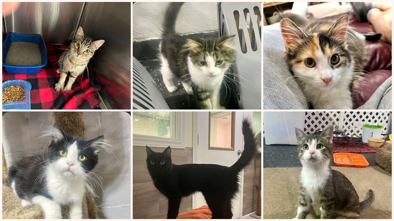 Cats up for adoption in South Dakota