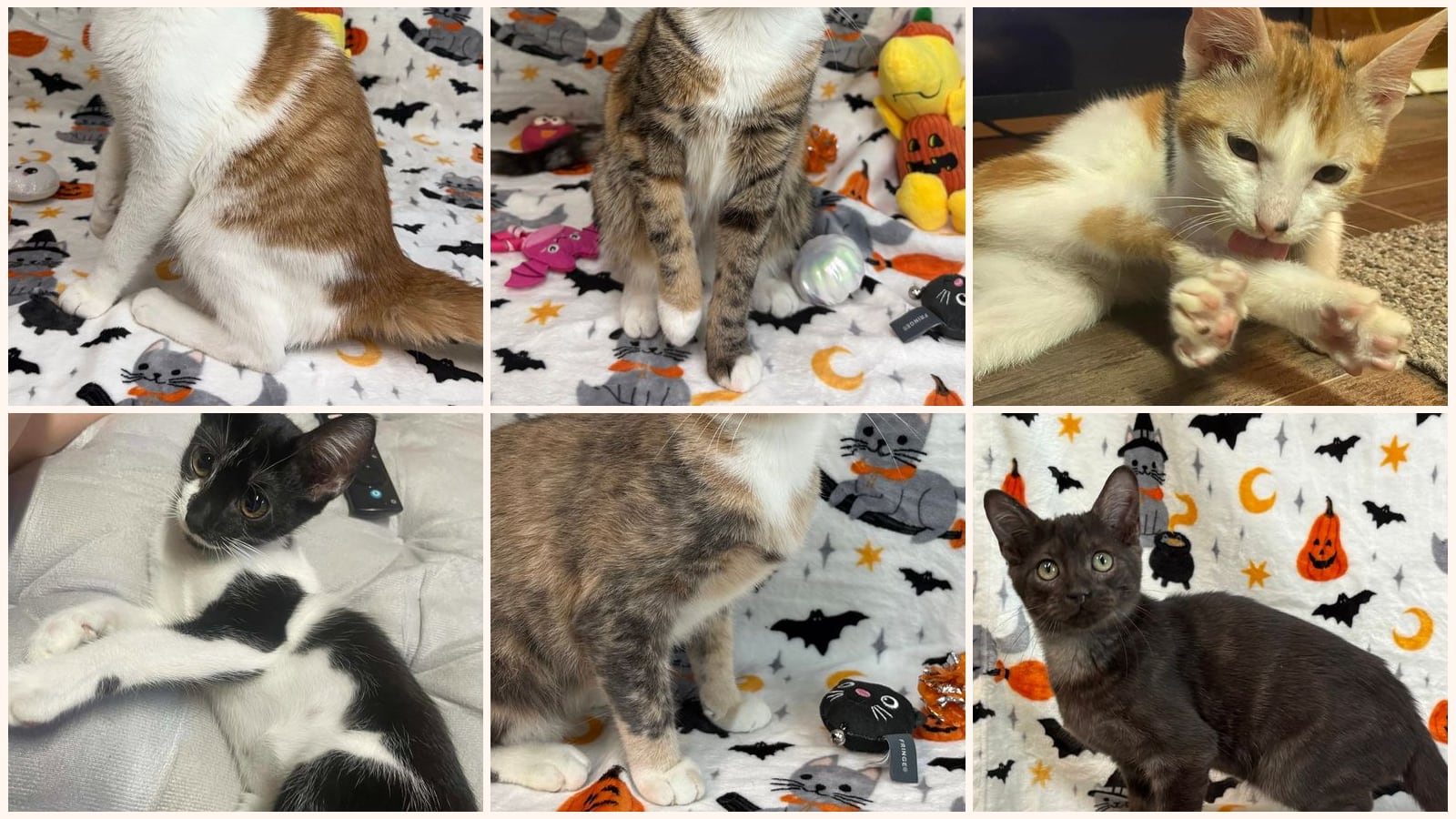 Adult Cats up for adoption near Auburn, AL