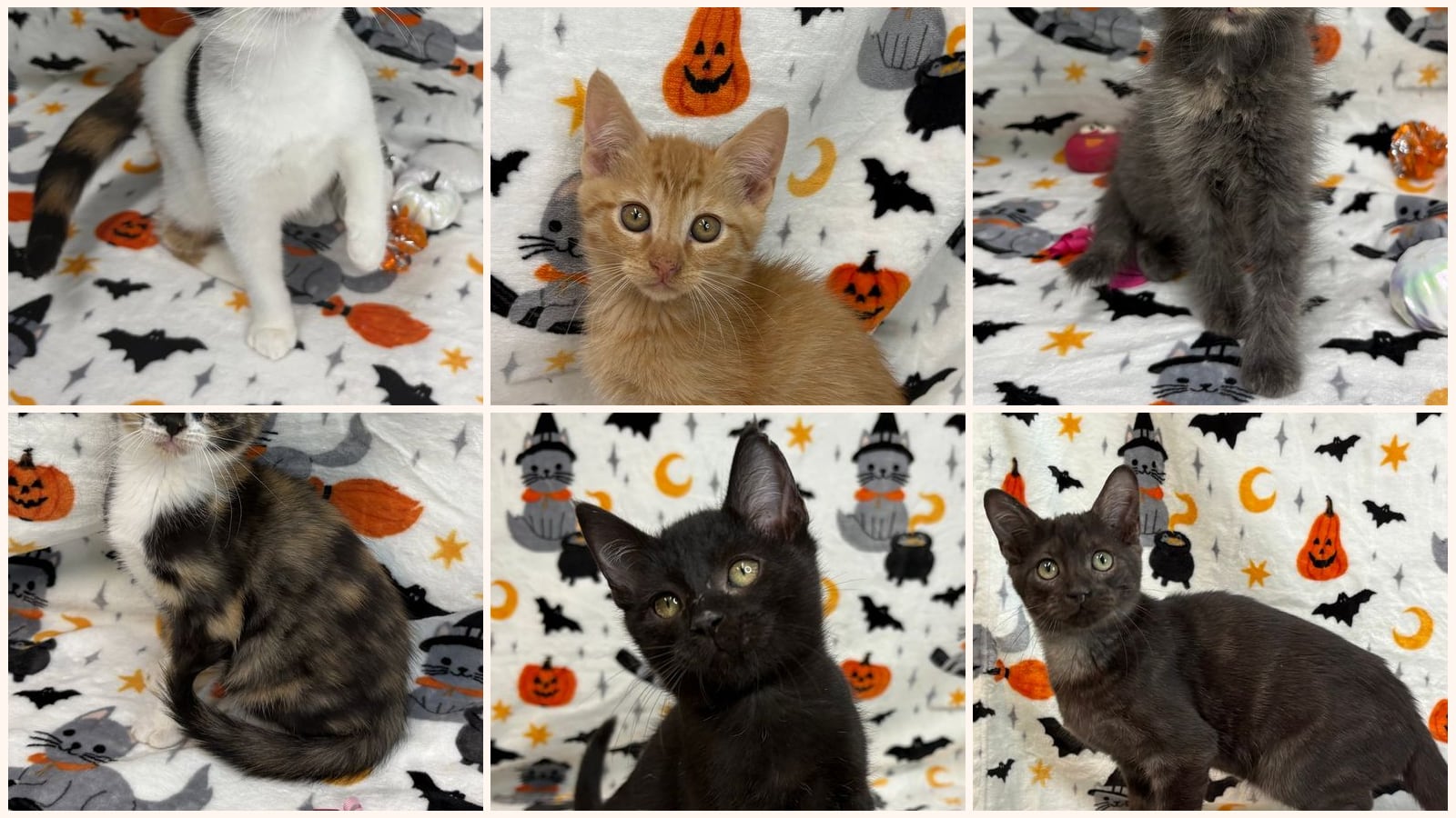 Dog-Friendly Cats up for adoption near Auburn, AL