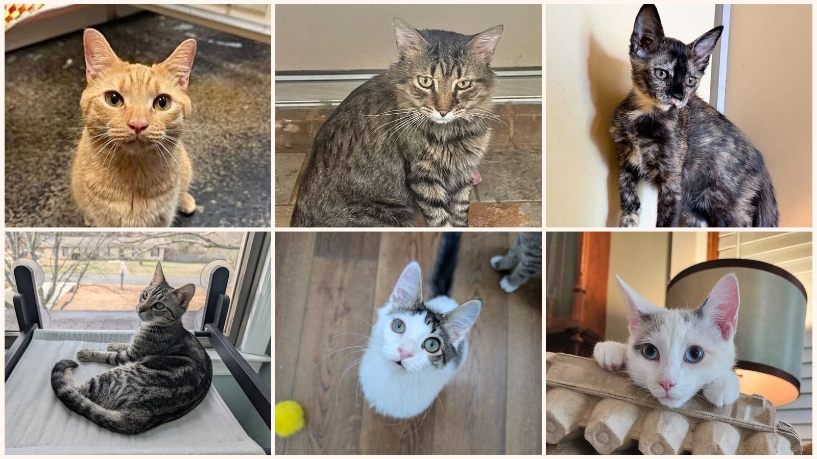 Dog-Friendly Cats up for adoption near Decatur, AL