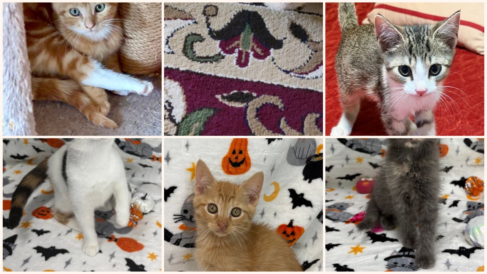 Kittens up for adoption near Hoover, AL