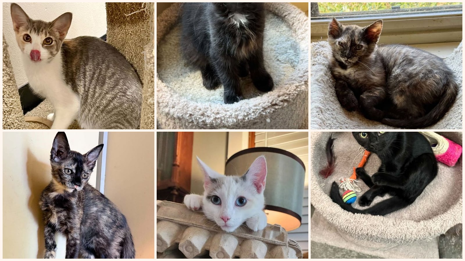 Kittens up for adoption near Huntsville, AL