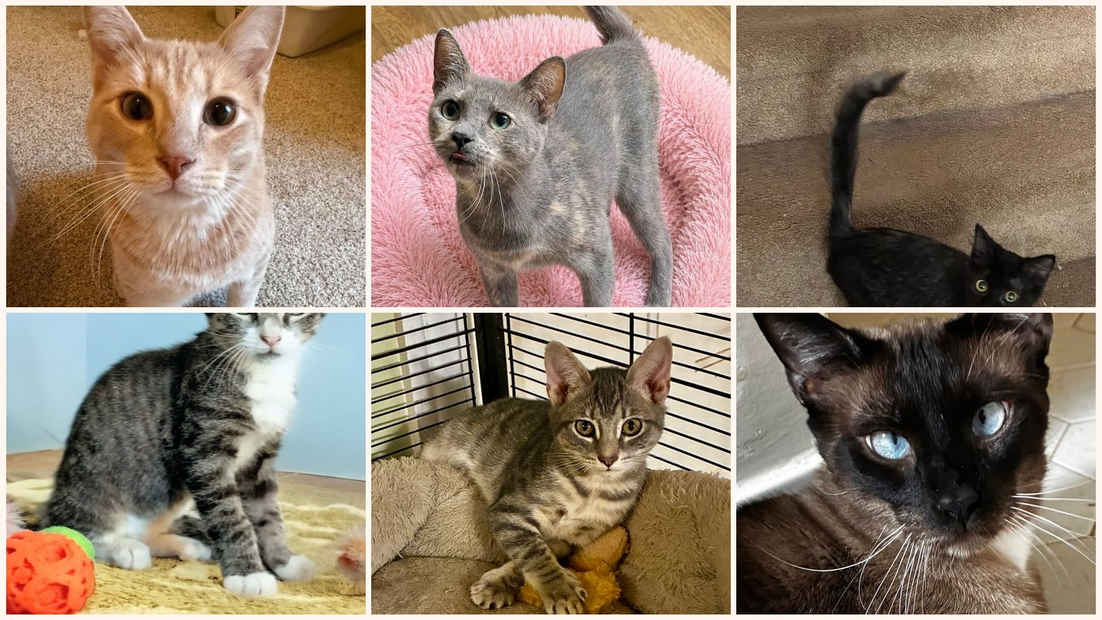 Kid-Friendly Cats up for adoption near Mobile, AL