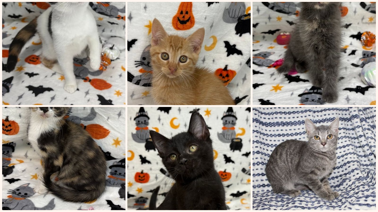 Dog-Friendly Cats up for adoption near Montgomery, AL