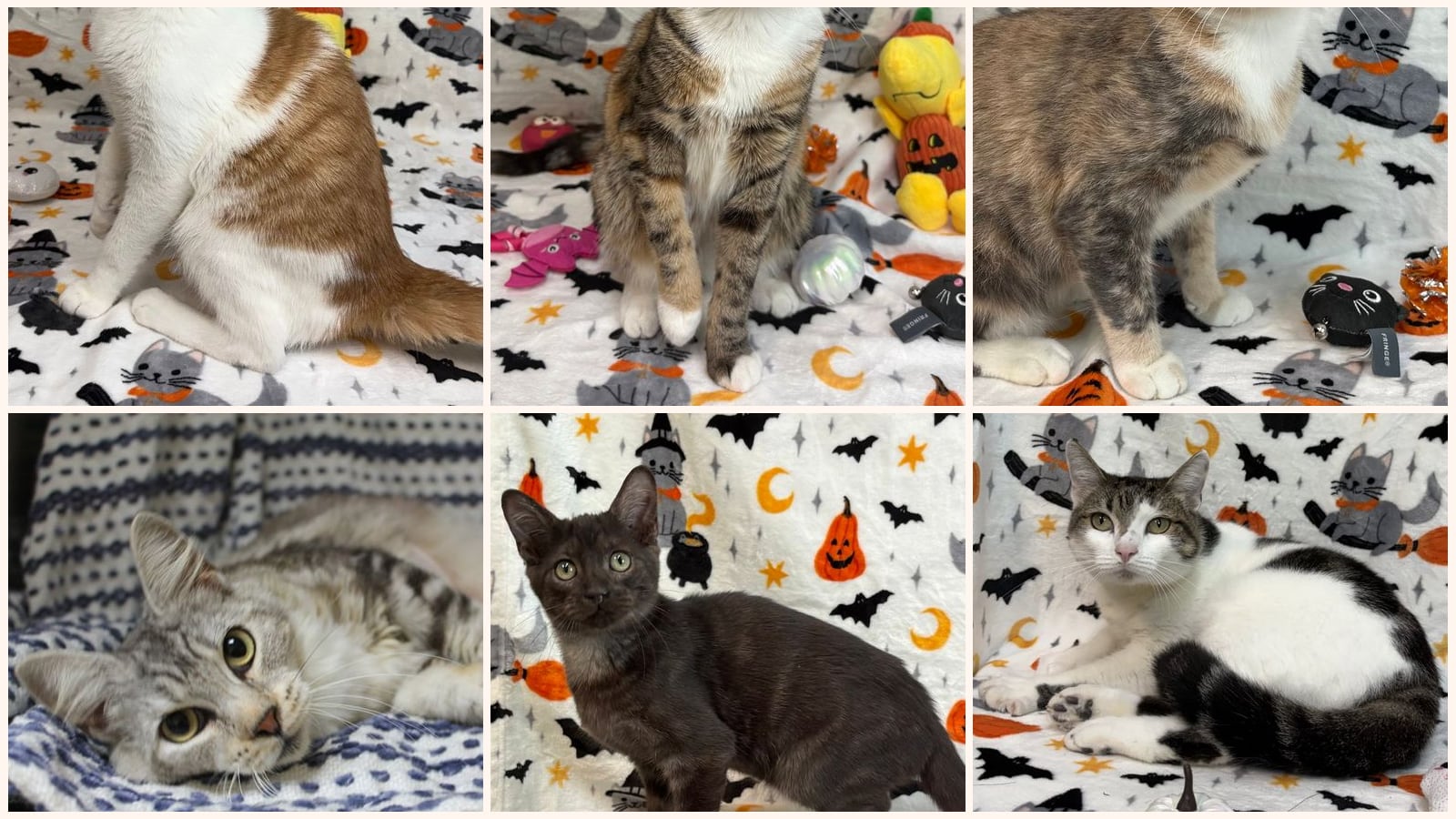 Adult Cats up for adoption near Tuscaloosa, AL