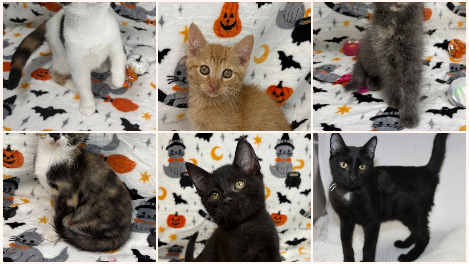 Kittens up for adoption near Tuscaloosa, AL