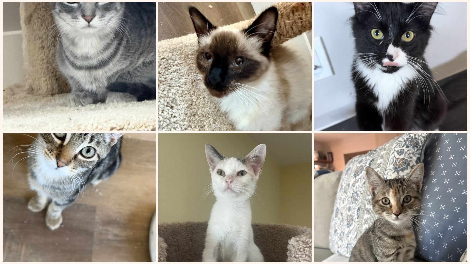 Kittens up for adoption near Avondale, AZ