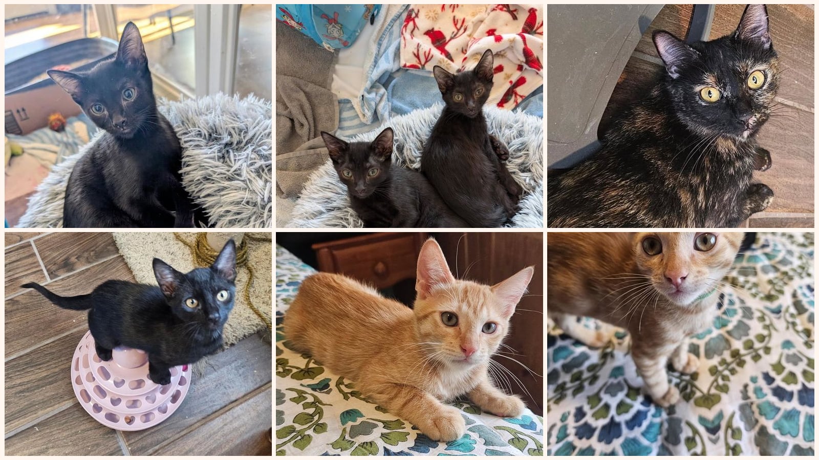 Dog-Friendly Cats up for adoption near Casas Adobes, AZ
