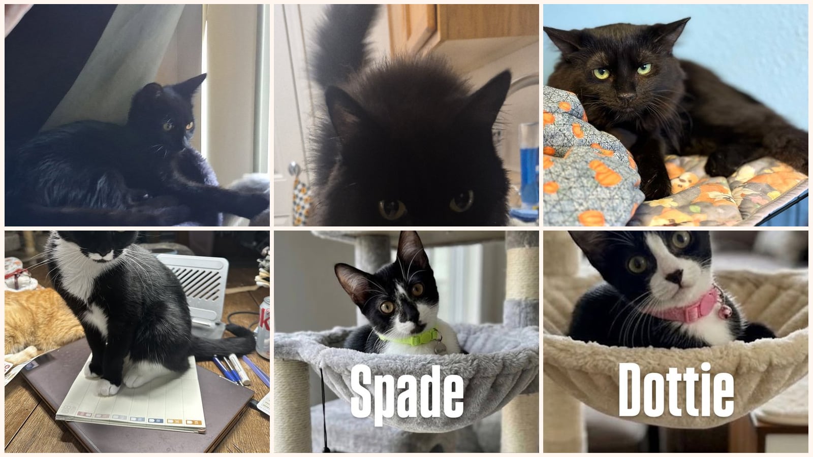 Adult Cats up for adoption near Glendale, AZ
