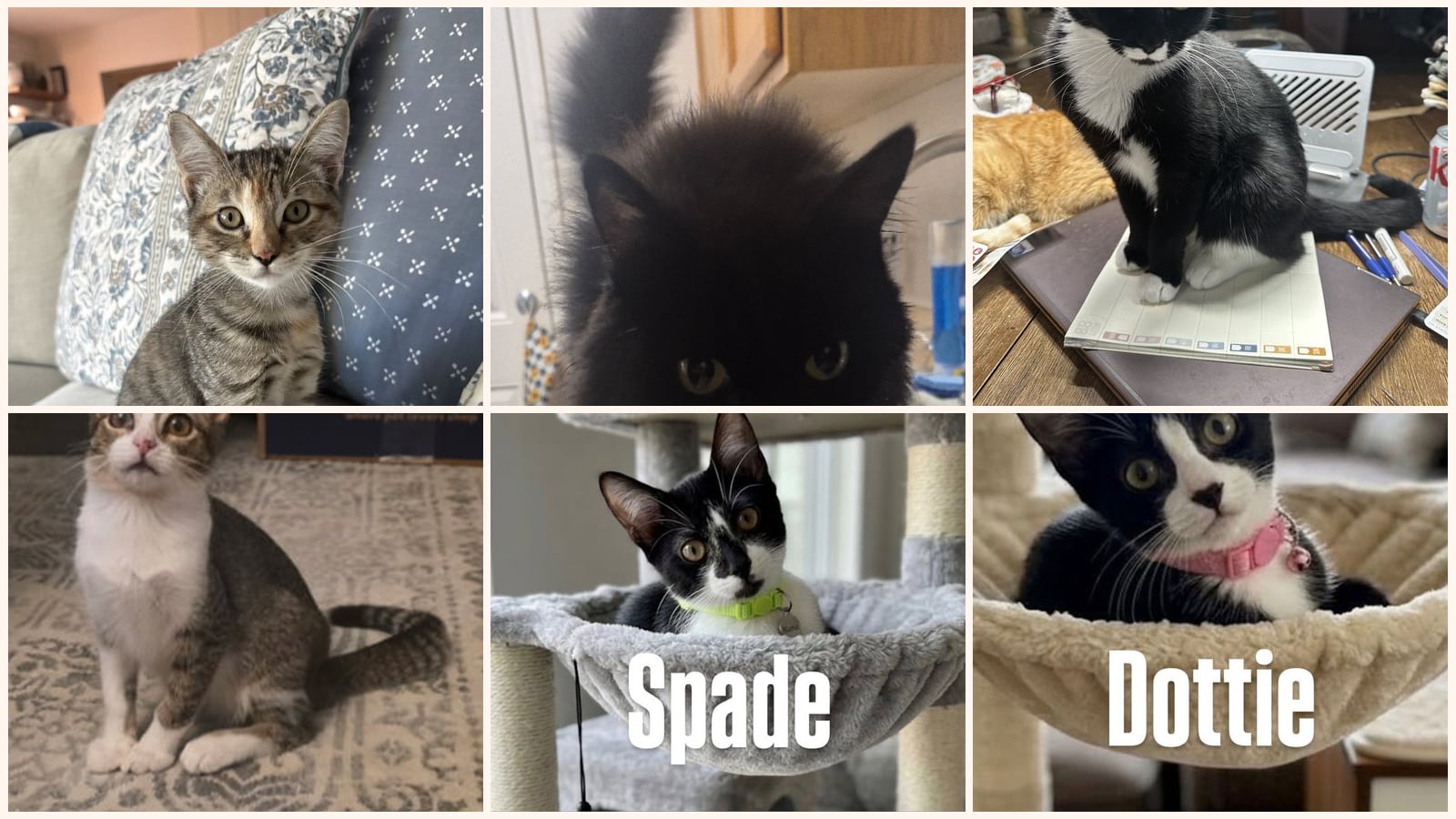 Dog-Friendly Cats up for adoption near Glendale, AZ