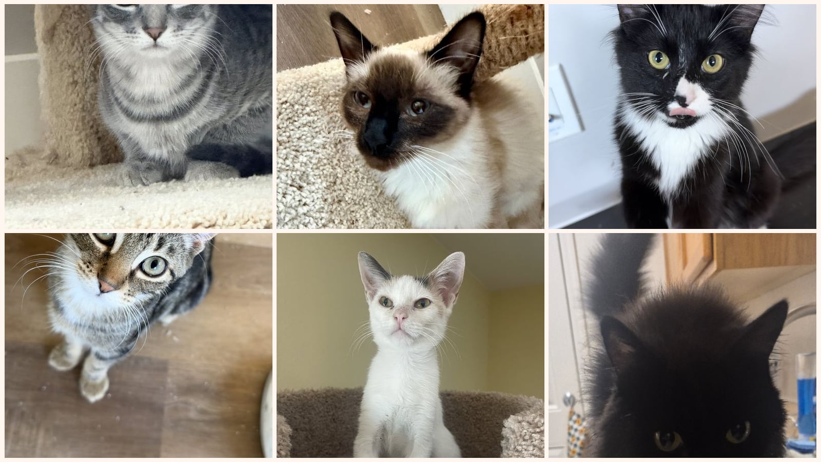 Kid-Friendly Cats up for adoption near Glendale, AZ