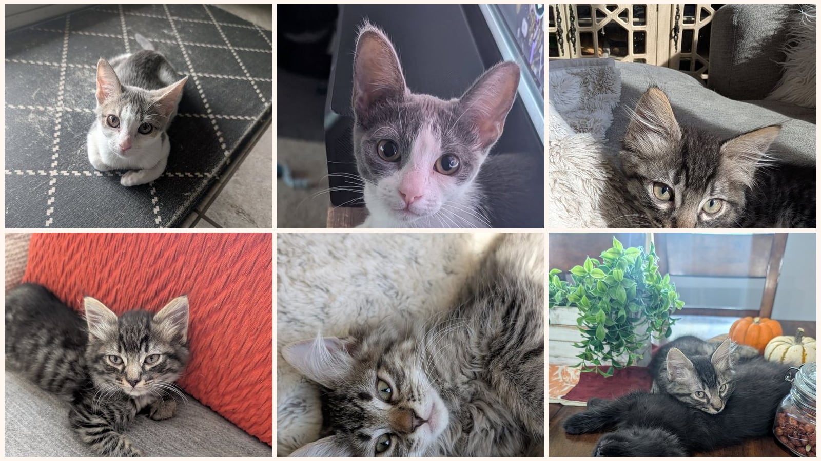 Dog-Friendly Cats up for adoption near Goodyear, AZ