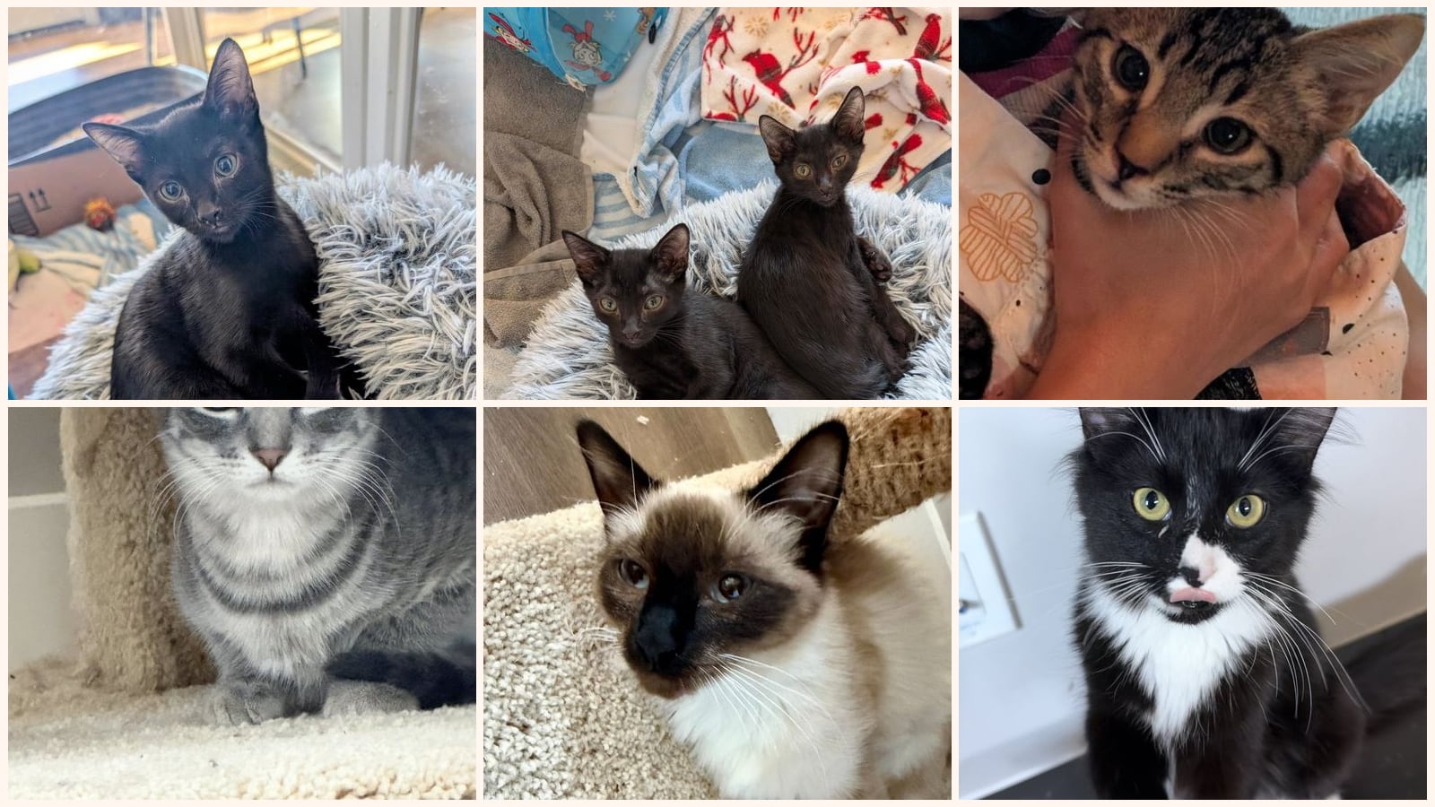 Kid-Friendly Cats up for adoption near Marana, AZ