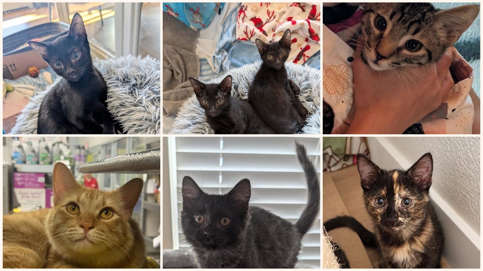 Kid-Friendly Cats up for adoption near Maricopa, AZ
