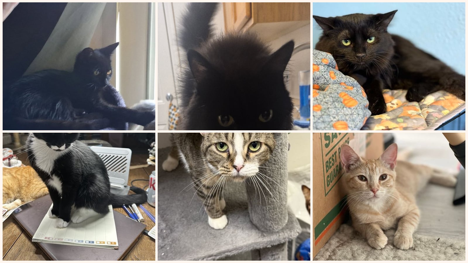 Adult Cats up for adoption near Peoria, AZ