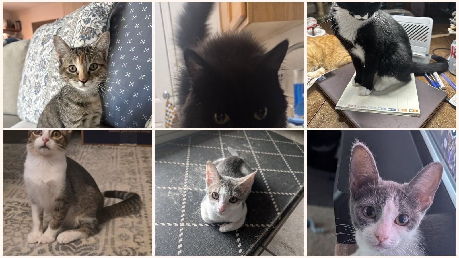 Dog-Friendly Cats up for adoption near Peoria, AZ