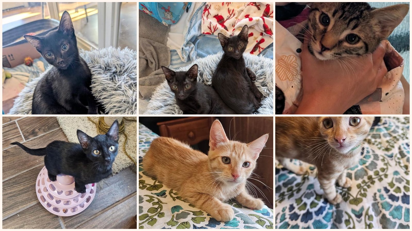 Kittens up for adoption near Queen Creek, AZ