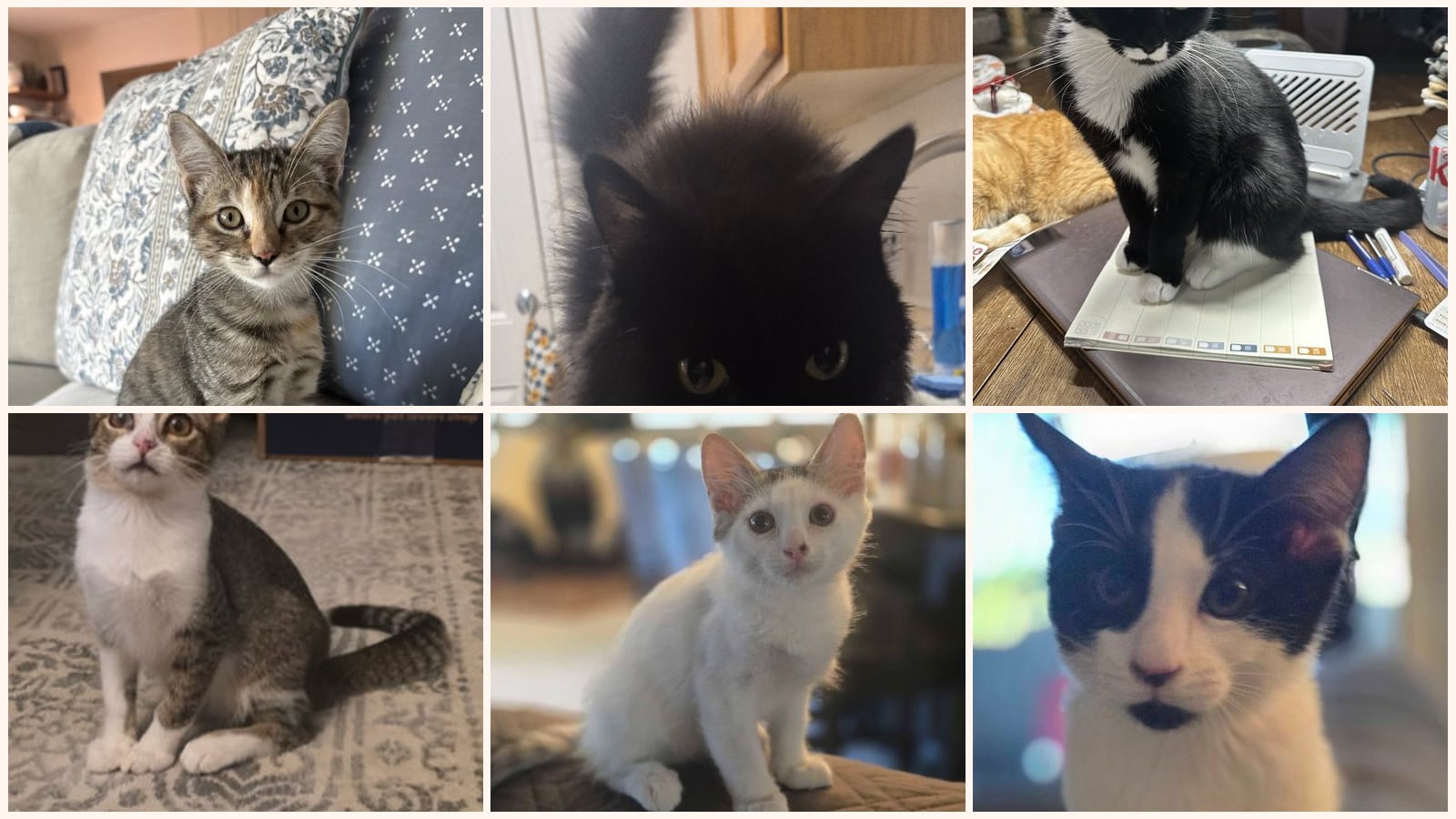 Dog-Friendly Cats up for adoption near Surprise, AZ