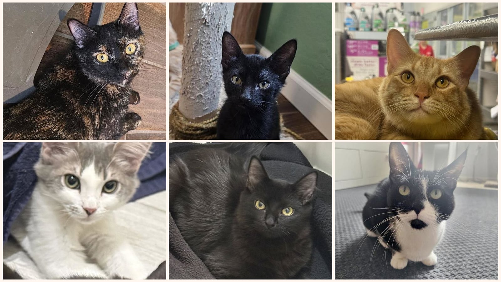 Adult Cats up for adoption near Tempe, AZ