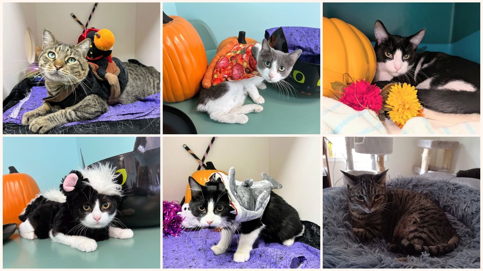 Adult Cats up for adoption near Conway, AR