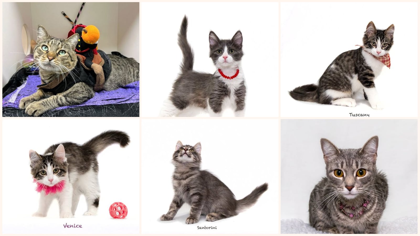 Kid-Friendly Cats up for adoption near Conway, AR