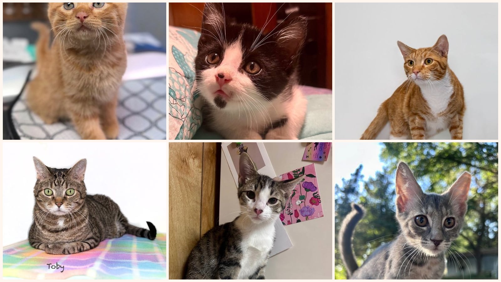 Dog-Friendly Cats up for adoption near Fort Smith, AR