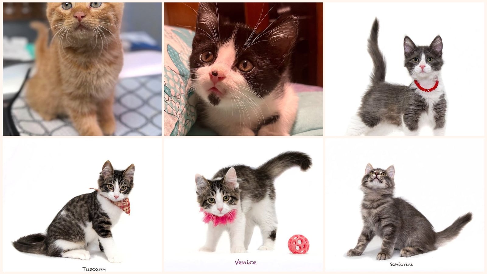 Kittens up for adoption near Fort Smith, AR