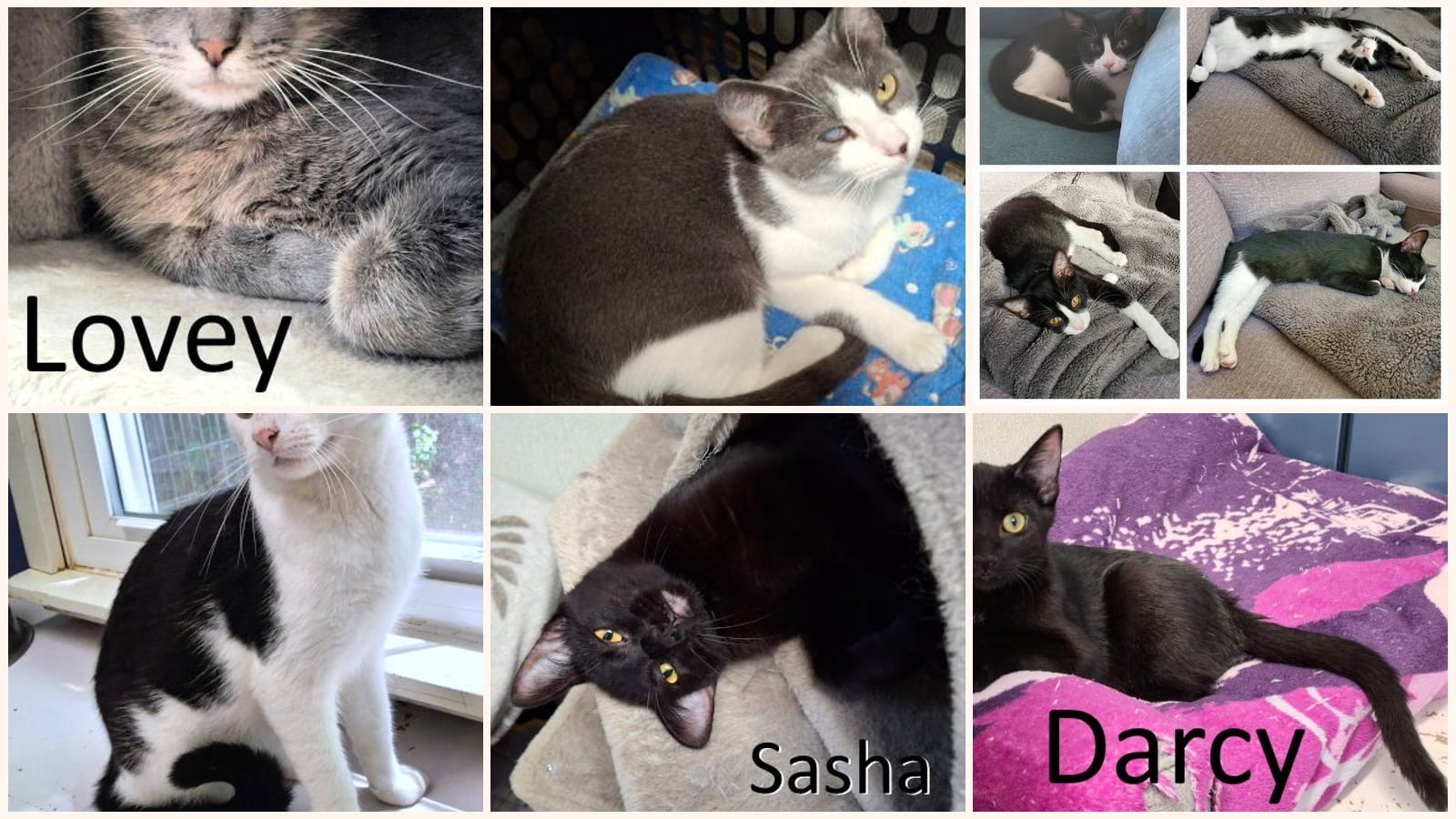 Kid-Friendly Cats up for adoption near Jonesboro, AR