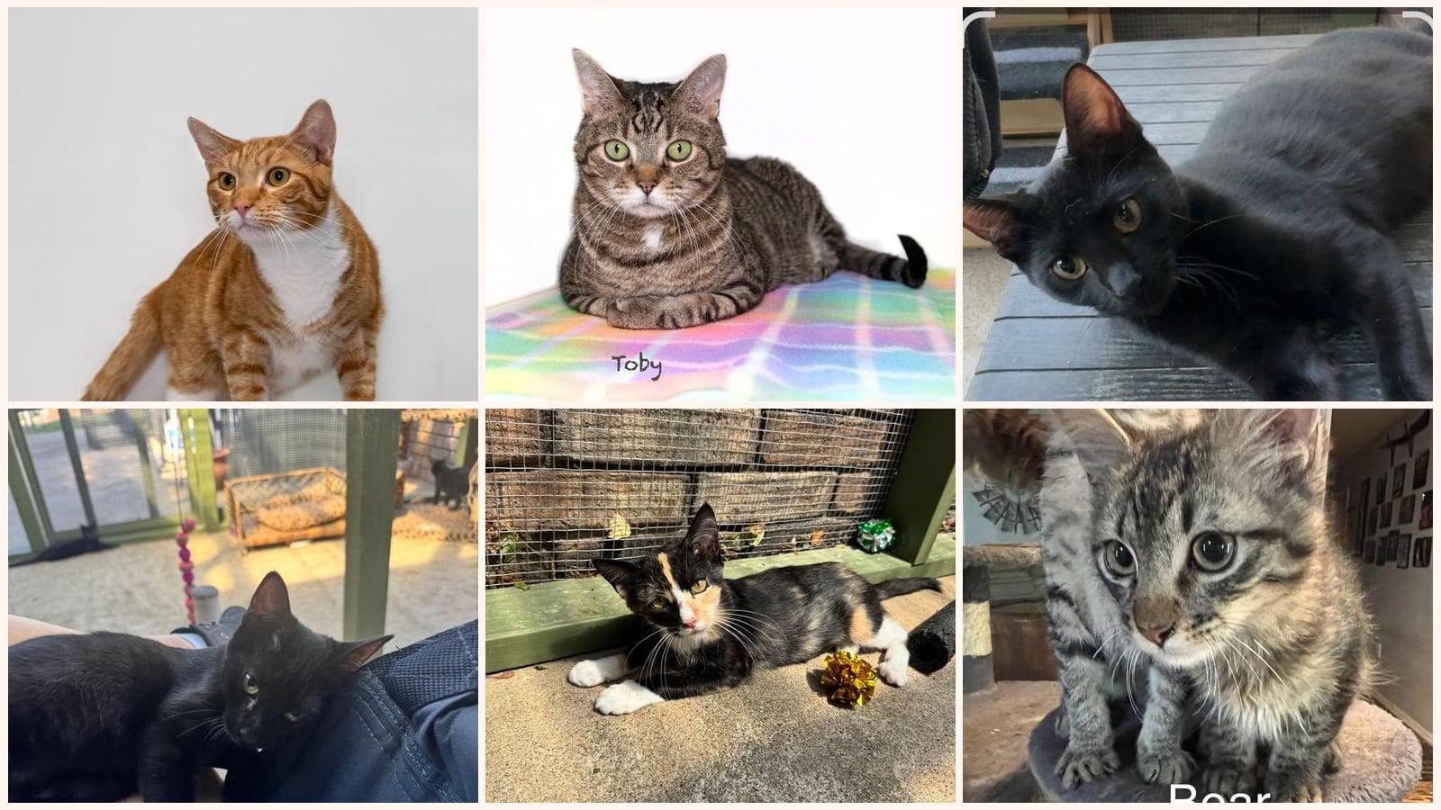 Dog-Friendly Cats up for adoption near Little Rock, AR