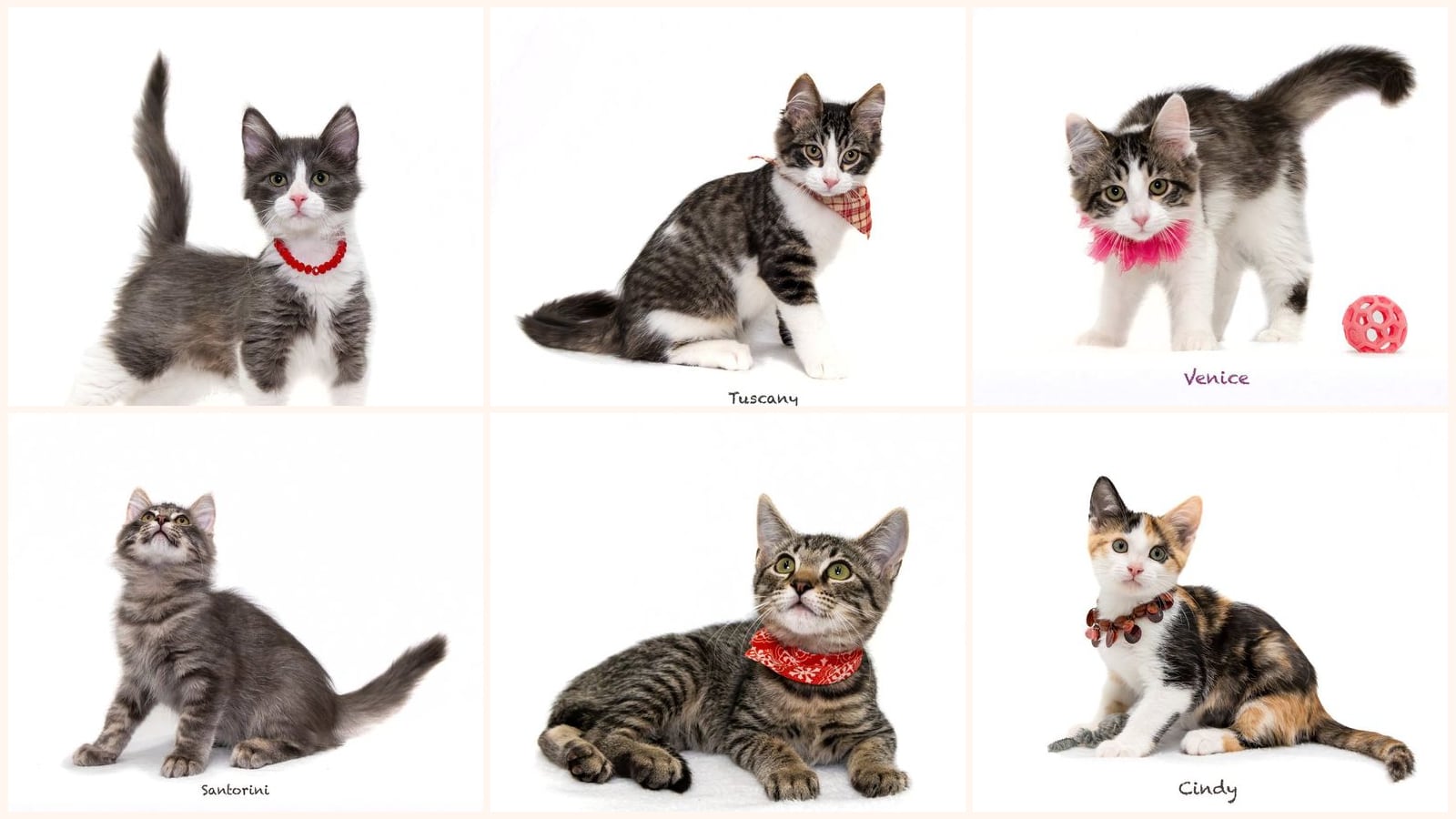 Kittens up for adoption near North Little Rock, AR