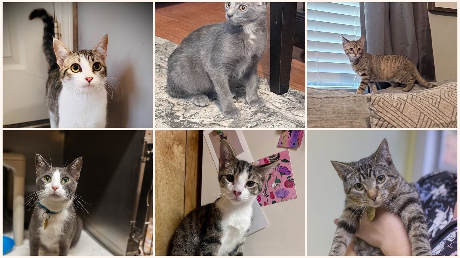 Adult Cats up for adoption near Rogers, AR