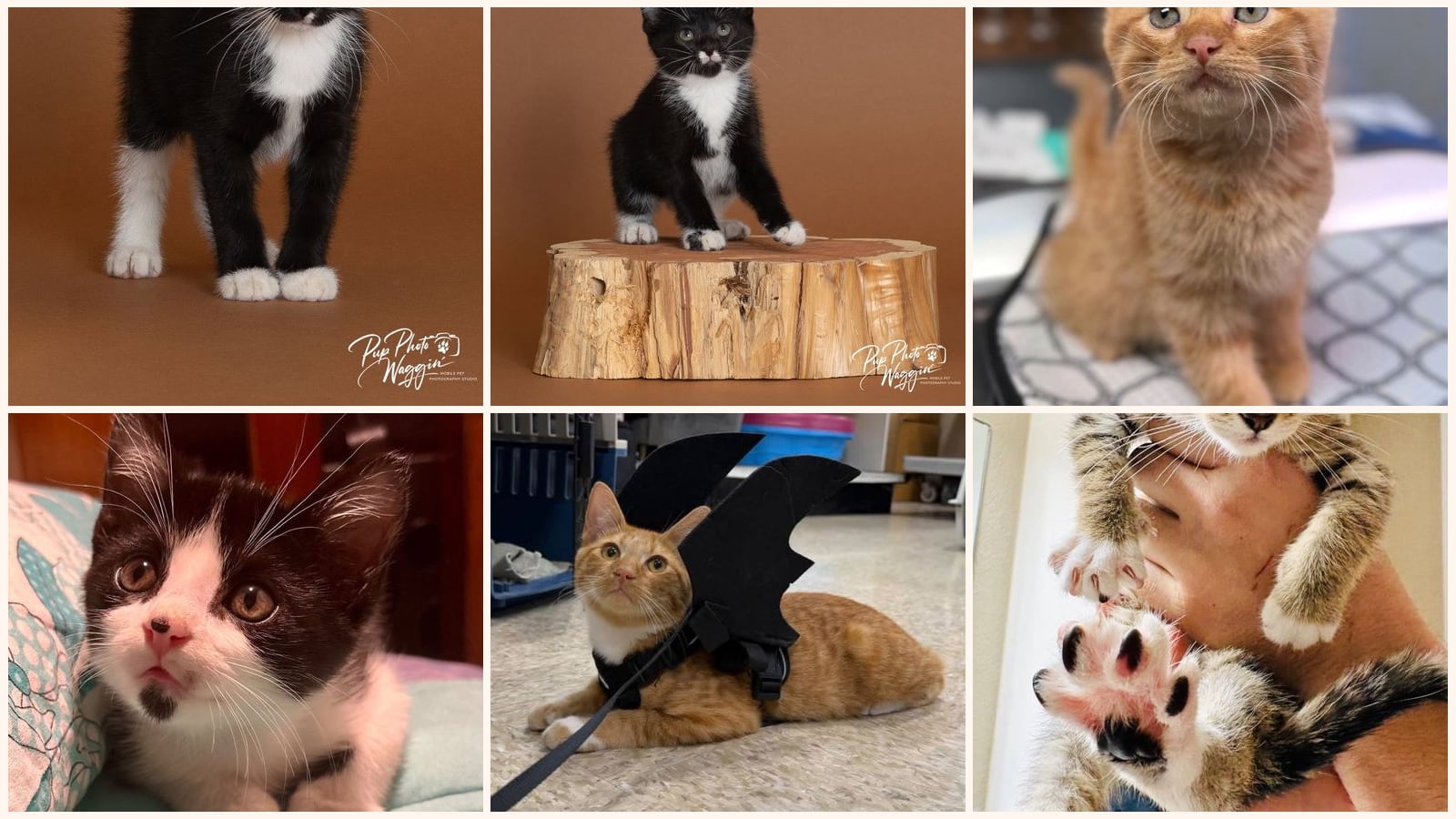 Kittens up for adoption near Rogers, AR