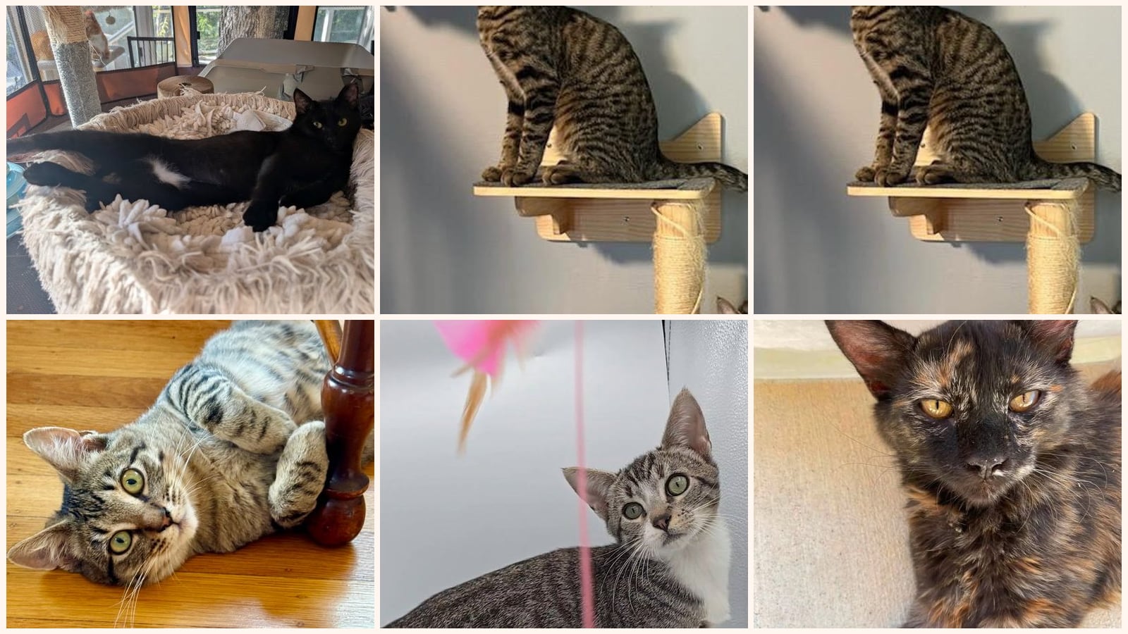 Dog-Friendly Cats up for adoption near Alameda, CA