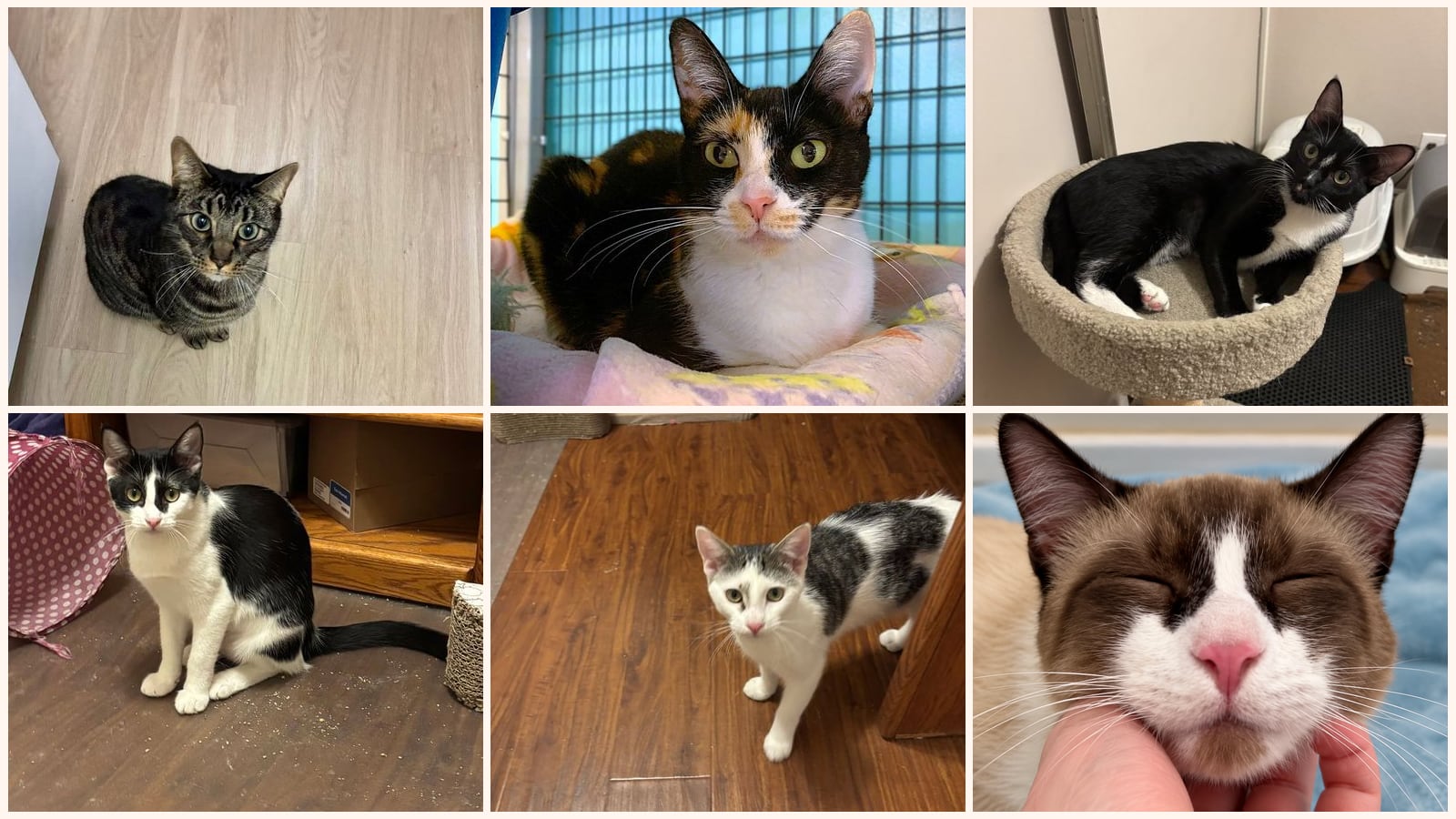 Adult Cats up for adoption near Aliso Viejo, CA