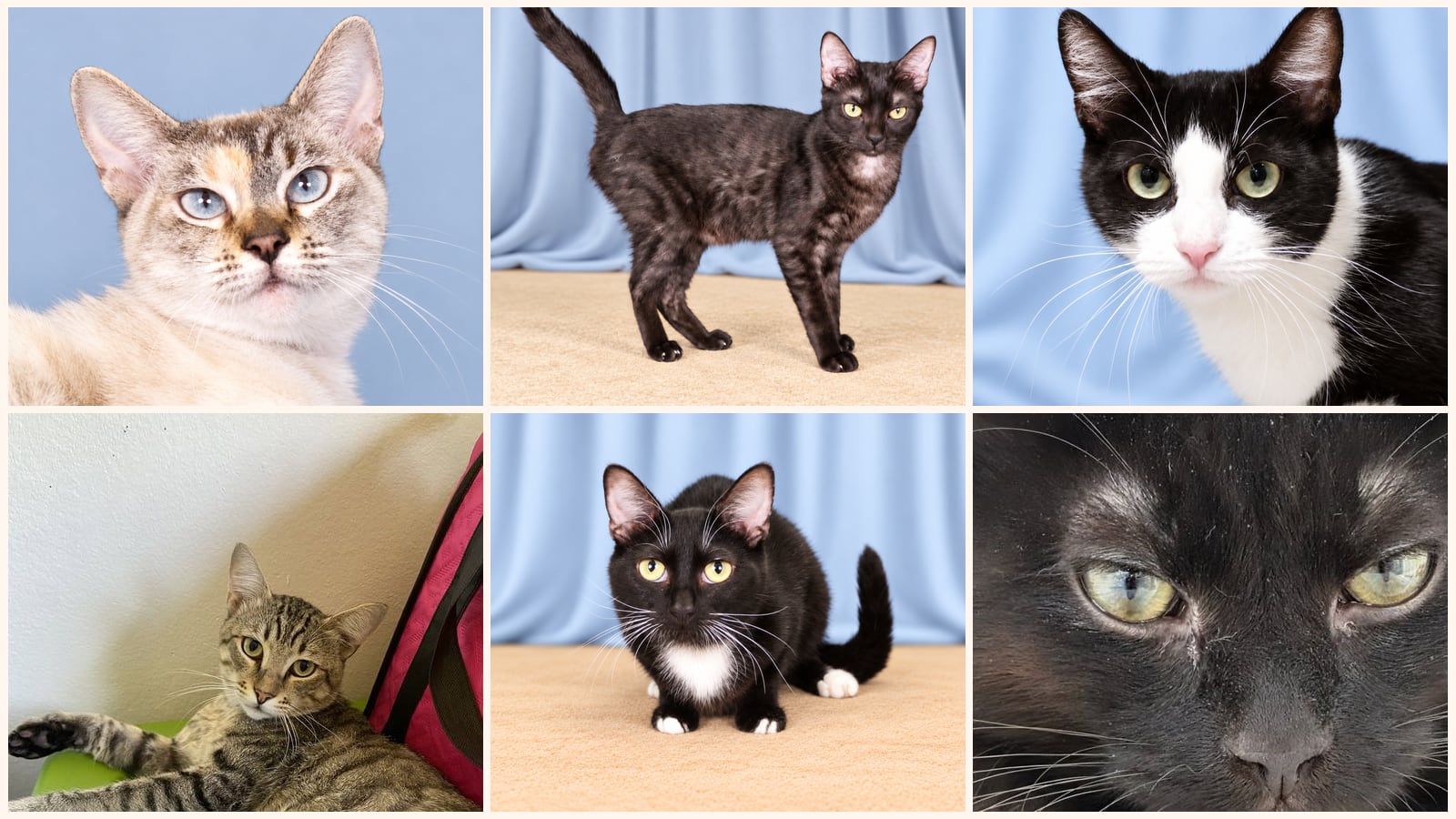 Adult Cats up for adoption near Arcadia, CA