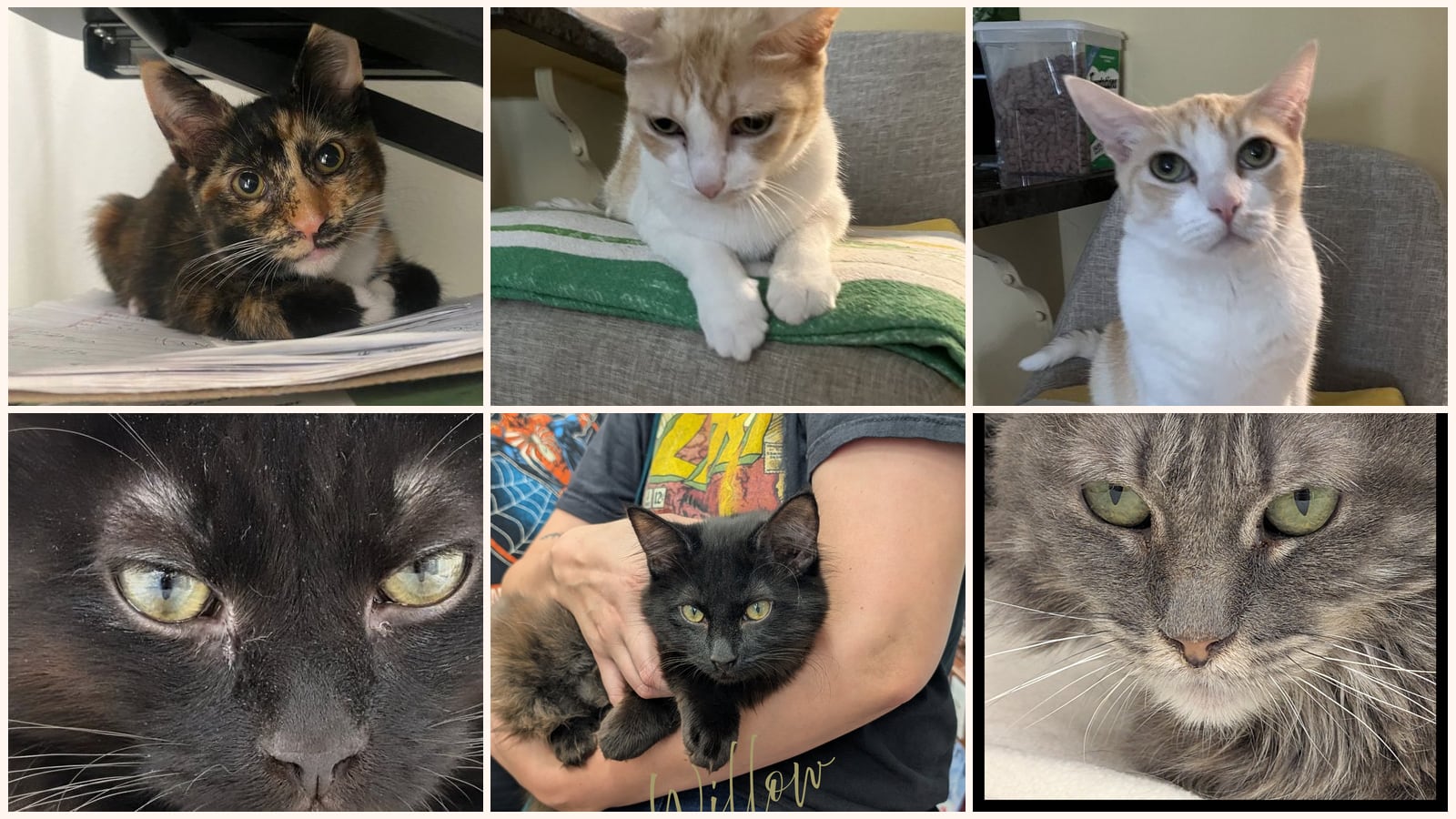 Kid-Friendly Cats up for adoption near Arcadia, CA