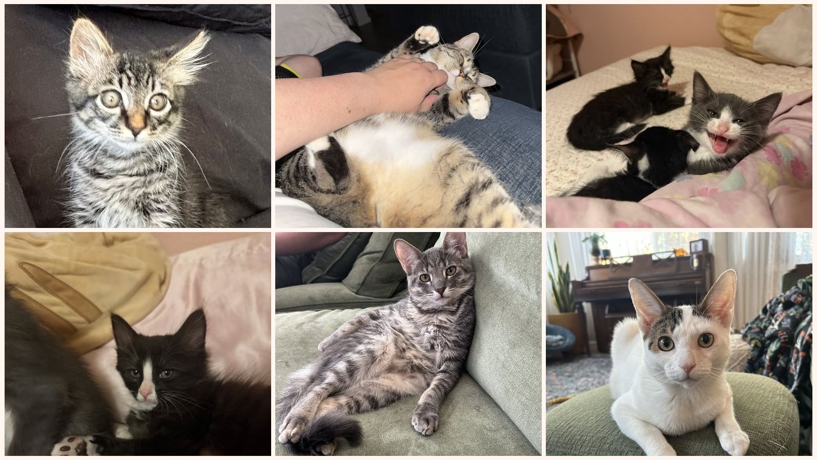 Dog-Friendly Cats up for adoption near Arden-Arcade, CA