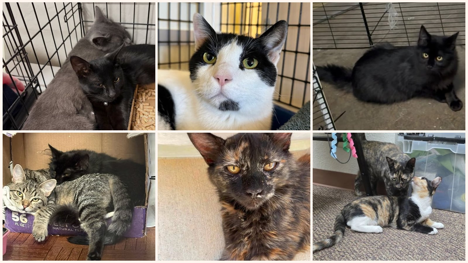 Adult Cats up for adoption near Berkeley, CA