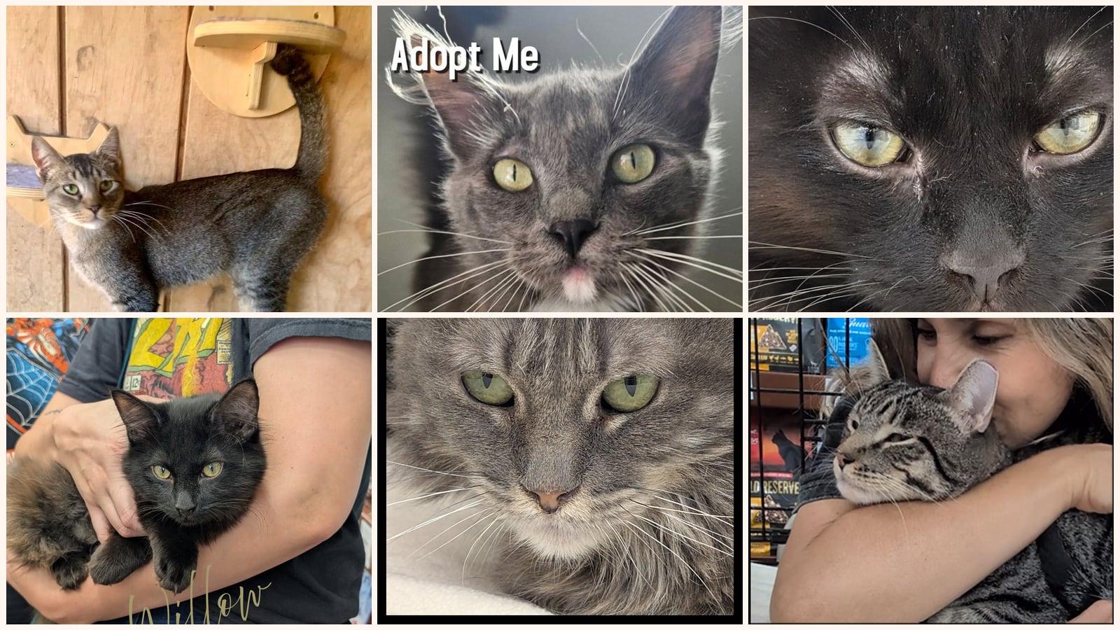 Kid-Friendly Cats up for adoption near Burbank, CA