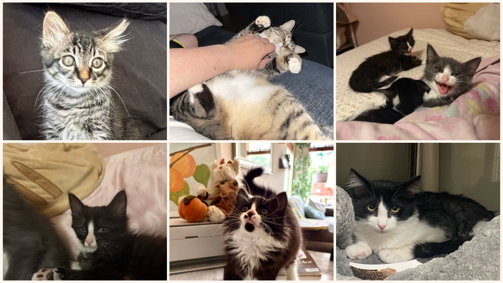 Dog-Friendly Cats up for adoption near Carmichael, CA