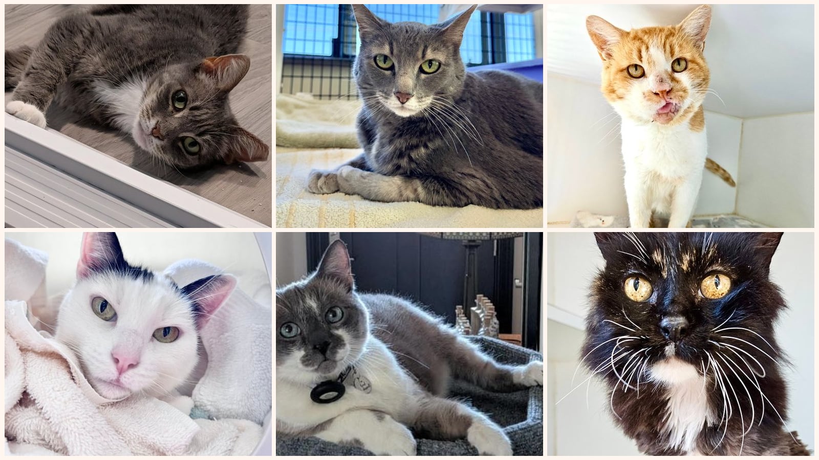 Senior Cats up for adoption near Castro Valley, CA