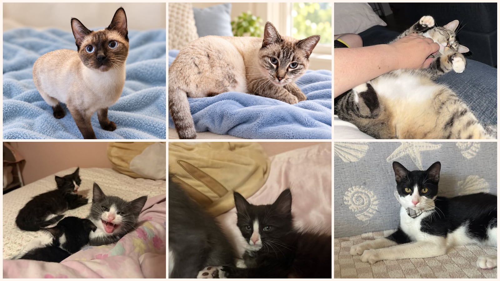 Adult Cats up for adoption near Chico, CA