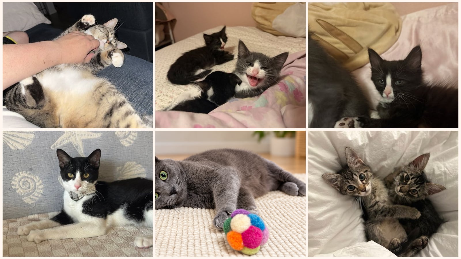 Kid-Friendly Cats up for adoption near Chico, CA