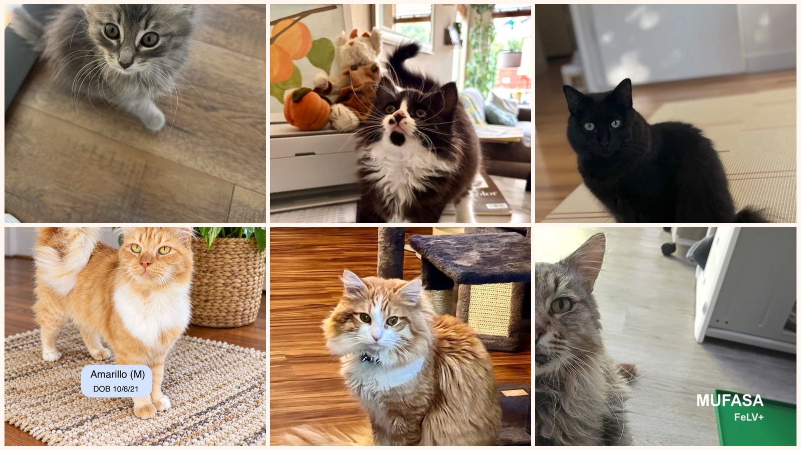 Long-Haired Cats up for adoption near Chico, CA