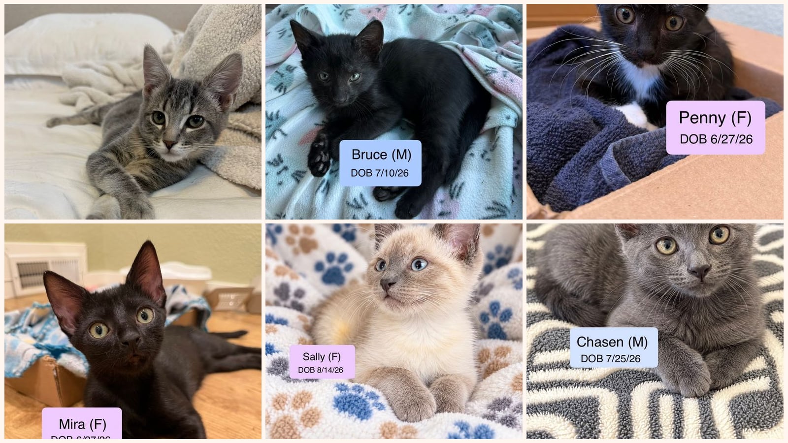 Kittens up for adoption near Citrus Heights, CA
