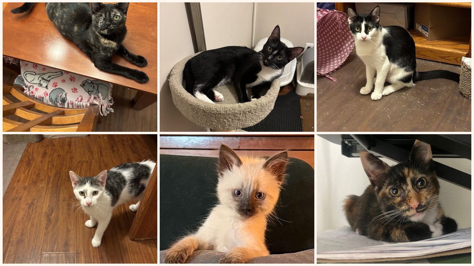 Dog-Friendly Cats up for adoption near Costa Mesa, CA
