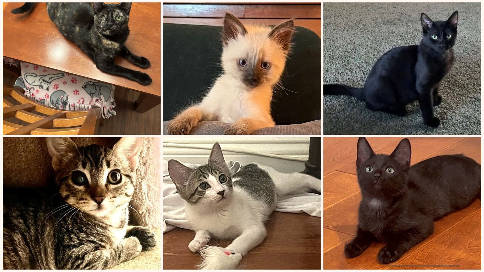 Kittens up for adoption near Costa Mesa, CA