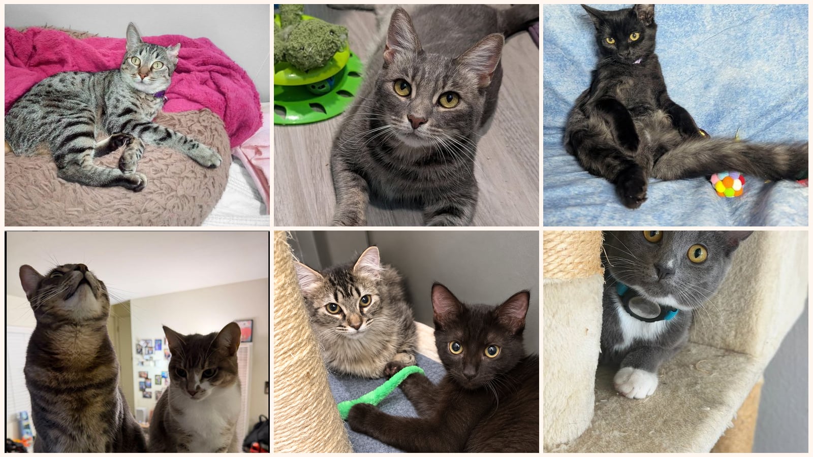 Adult Cats up for adoption near Cupertino, CA